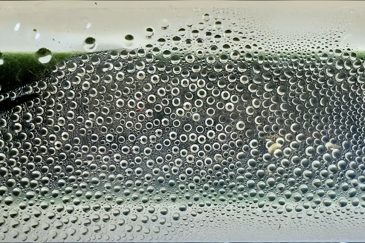 LACE Bioreactor